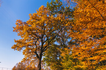 Fototapeta na wymiar Yellow, orange and red autumn leaves in a beautiful autumn park.