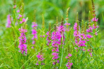 Fototapeta premium Purple lythrum on green meadow. Lythrum salicaria pink flowers, purple loosestrife, spiked loosestrife