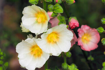 Hollyhock, ornamental plant, white and pink flowers in the garden. Alcea rosea, floral nature background