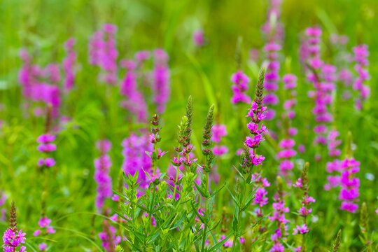 Lythrum salicaria pink flowers, purple loosestrife, spiked loosestrife, purple lythrum on green meadow