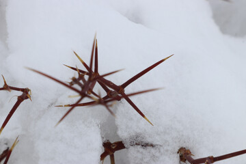 Fototapeta na wymiar thorns in the snow