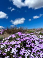 wildflowers of blue sky