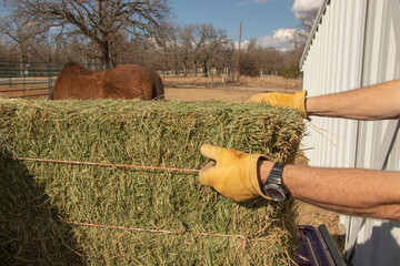 Man unloading a square bale of Alfalfa hay into a barn in Texas
