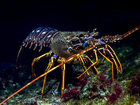 Crawfish Painted Crayfish (Panulirus versicolor) at the bottom of the reef.