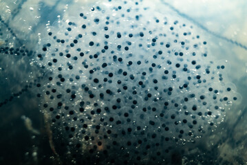 Common frog (Rana temporaria) eggs
