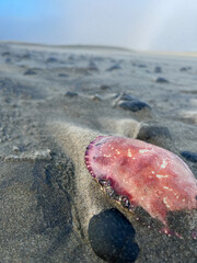crab on the beach