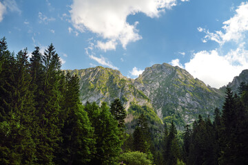 Beautiful Low Tatras landscape with forest in the foreground. Majestic pine trees of Tatra mountain range near Zakopane, Poland.