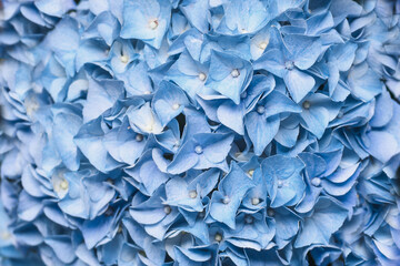 Background of a blue hydrangea flowers, Hortensia flower
