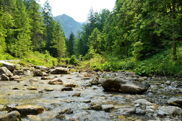 Fototapeta na wymiar Cold shallow stream winding through majestic pine trees of Tatra mountain range near Zakopane, Poland.