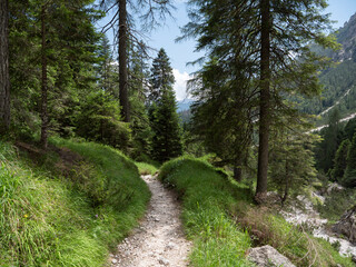 Fototapeta na wymiar mountain trail with pine trees and rocks on a summer day