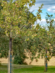 Fototapeta na wymiar Apfelbäume auf Streuobstwiese im Kraichgau