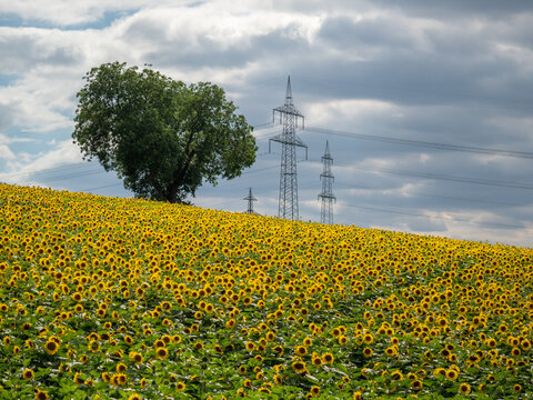 Sonnenblumenfeld im Kraichgau