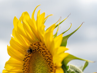 Naklejka premium Sonnenblumenfeld im Kraichgau
