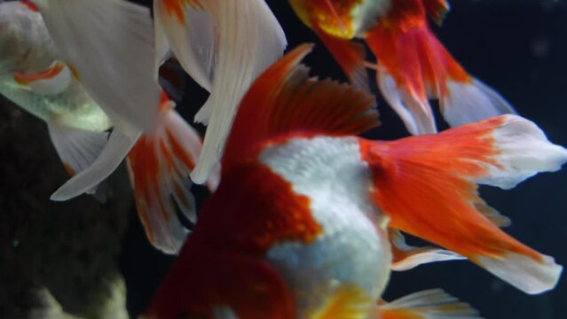 Goldfish Ryukin swims in the aquarium. Beautiful exotic orange fish with white spots.Relax video