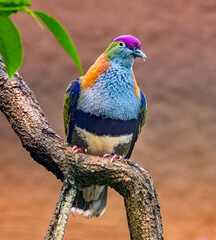 Superb Fruit Dove(Ptilinopus superbus) sits on a branch. Wilhelma, Zoological-Botanical Garden, Stuttgart, Baden-Württemberg, Germany, Europe