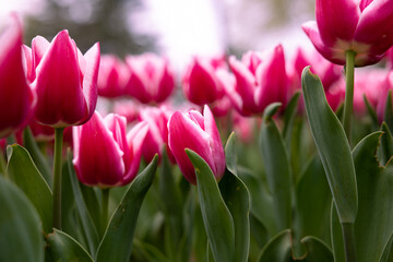 Pink tulips in spring. Spring blossom or bloom background photo
