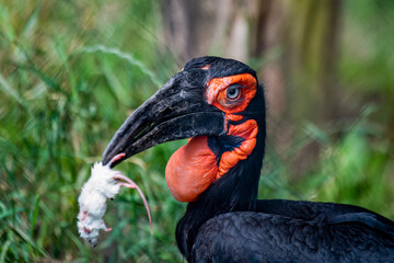 Southern ground hornbill in the forest. Hornbill eats a mouse against the background of green foliage in the forest. Large black bird with red head and black beak © SERSOLL