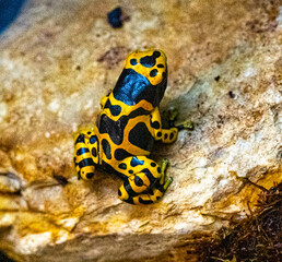 Yellow-banded poison dart frog or yellow-headed poison dart frog (Dendrobates leucomelas). Tropical frog living in South America.