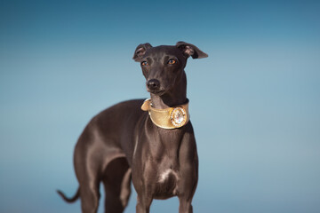 Italian grayhound portrait