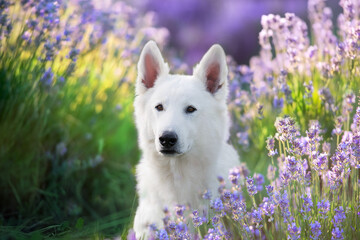 White Swiss Shepherd Dog on  lavanda flowers - 518189505