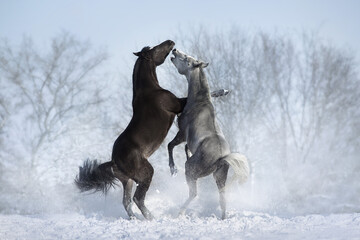 Fototapeta na wymiar Horses rearing up in snow