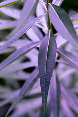 close up of purple leaf