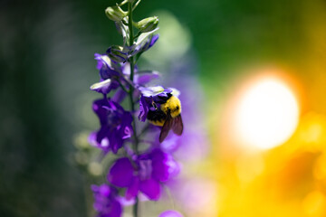 Obraz na płótnie Canvas Bumble Bee