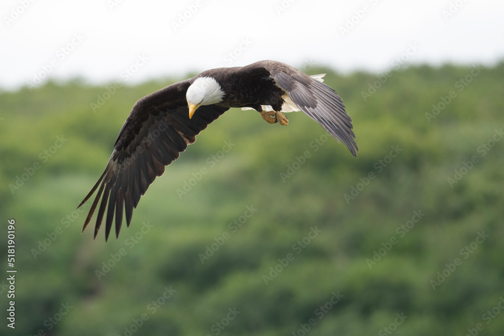 Sticker bald eagle in flight at mcneil river