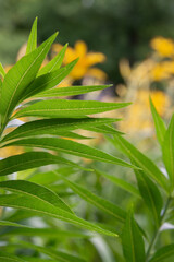 close up of green leaves