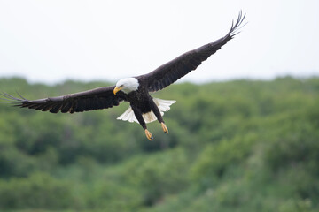 Bald eagle in flight at McNeil River