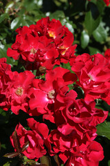 Fototapeta premium Red roses (grade Red Ribbons, Mainaufeueг, W. Kordes, 1990) in Moscow garden. Buds, inflorescence of flower closeup. Summer nature. Postcard with red rose. Roses blooming. Red flowers, rose blossom