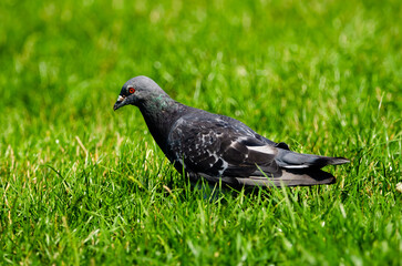Dark pigeon on the grass
