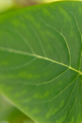 green leaf background