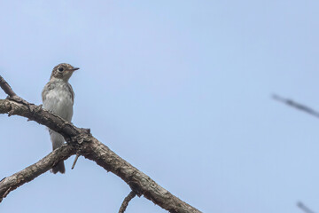 枯れ木にとまるコサメビタキの幼鳥