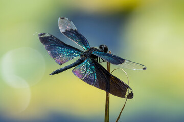 葉っぱにとまるチョウトンボ © cat_smile