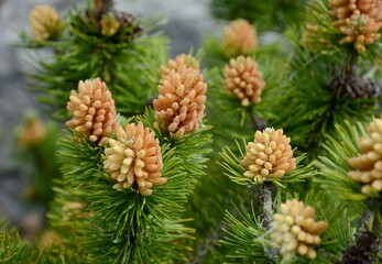 Siberian fir. Sakhalin fir. Fir blossoms. Fir is an evergreen coniferous tree