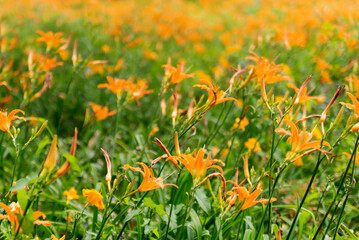 Field of orange flowers
