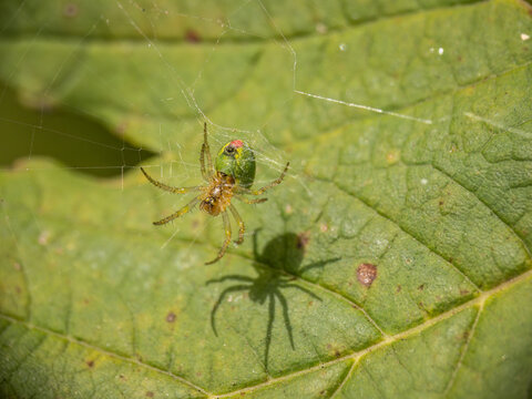 Tiny green spider Araniella cucurbitina, aka the cucumber green spider. Underside with spinnerets.