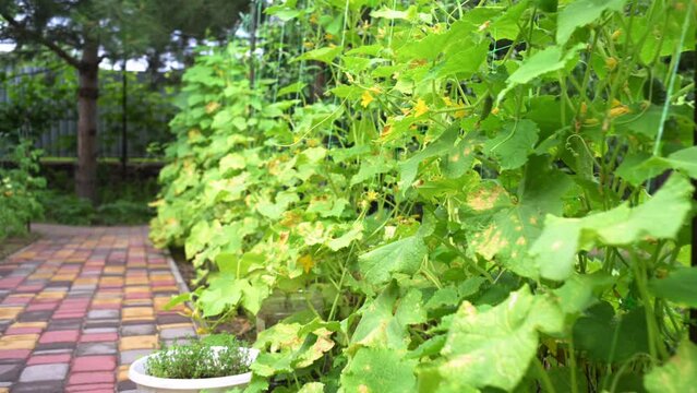 Cucumber plant growing in the vegetable garden in the backyard of a country house. Agriculture. Harvesting. Harvest.