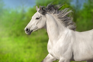 Obraz na płótnie Canvas Horse free run
