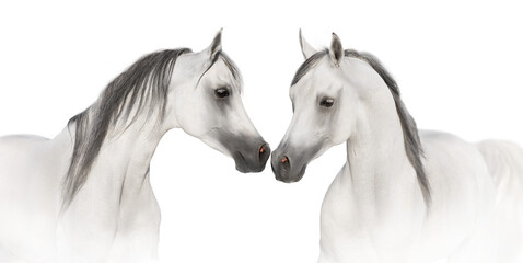 Fototapeta na wymiar White horses in high key close up