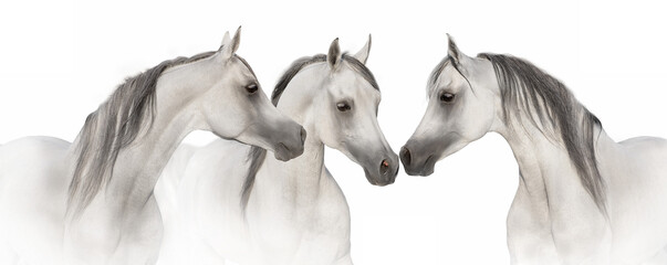 White horses in high key close up
