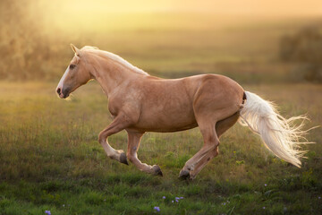 Obraz na płótnie Canvas Palomino horse at sunset