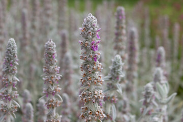 Flowers of plant Herb Lambs ear. Stachys Byzantine or stahis woolly.