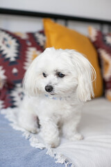 White small Maltese breed dog sitting  on a couch with cushions, being cute. Hypoallergenic dog for people with allergies. Fluffy pet dog.