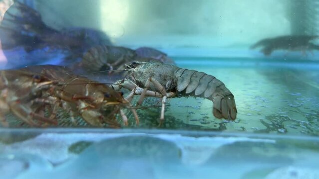 clawed shrimps floating in a glass tank. they are waiting to be cooked to eat.