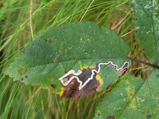 Leaf miner trace in leaf.