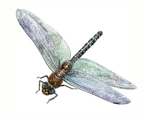 Dragonfly, Odonata, ancient flying insect