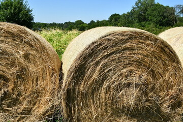 Hay Bales by a Corn Field