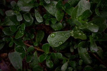 fresh purslane horizontal shot